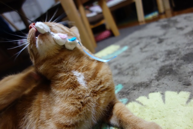 f:id:hiraryo0201:20170114185559j:plain f:id:hiraryo0201:20170114185559j:plain