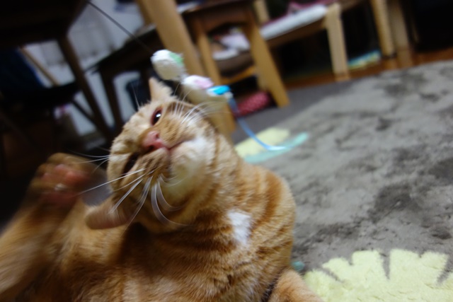 f:id:hiraryo0201:20170114185608j:plain f:id:hiraryo0201:20170114185608j:plain