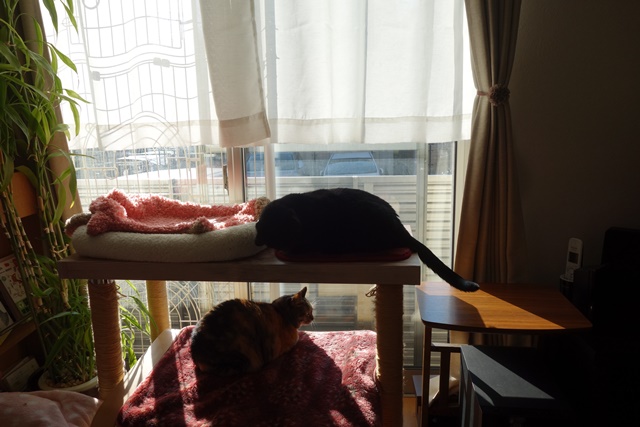 f:id:hiraryo0201:20170115090317j:plain f:id:hiraryo0201:20170115090317j:plain