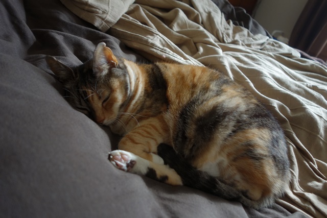 f:id:hiraryo0201:20170115090326j:plain f:id:hiraryo0201:20170115090326j:plain