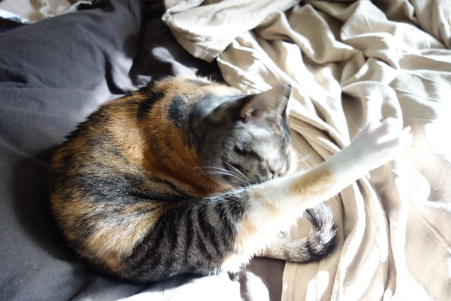 f:id:hiraryo0201:20170115090337j:plain f:id:hiraryo0201:20170115090337j:plain