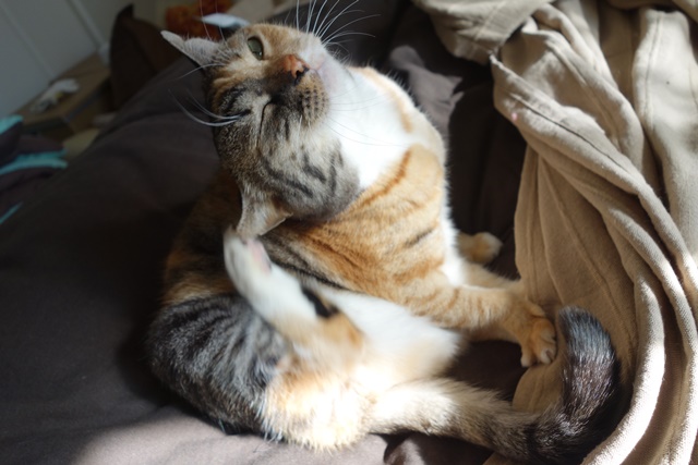 f:id:hiraryo0201:20170115090356j:plain f:id:hiraryo0201:20170115090356j:plain