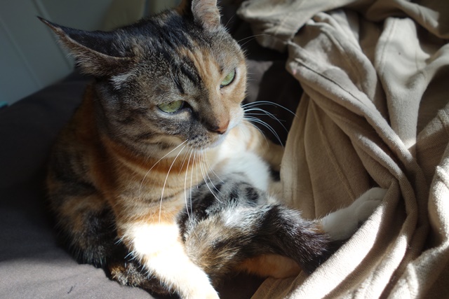 f:id:hiraryo0201:20170115090402j:plain