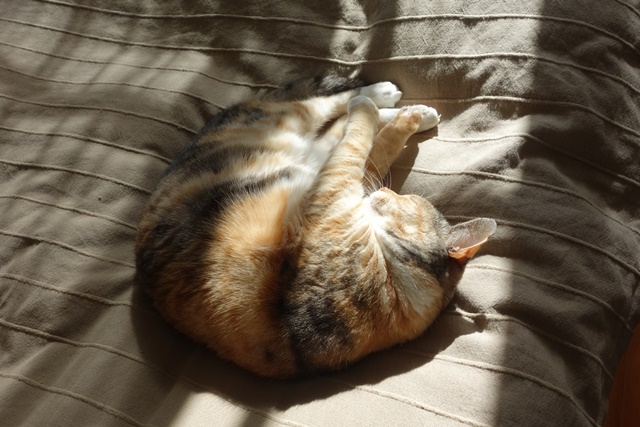 f:id:hiraryo0201:20170115093052j:plain f:id:hiraryo0201:20170115093052j:plain