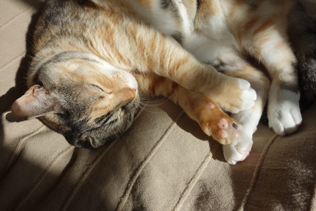 f:id:hiraryo0201:20170115093101j:plain f:id:hiraryo0201:20170115093101j:plain