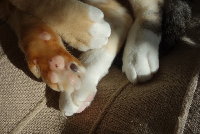 f:id:hiraryo0201:20170115093112j:plain f:id:hiraryo0201:20170115093112j:plain