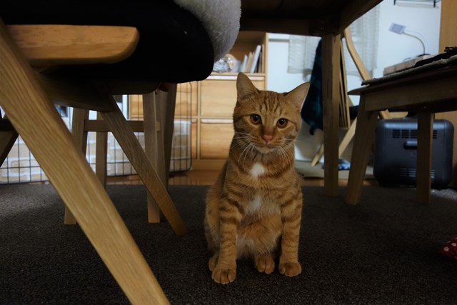 f:id:hiraryo0201:20170115093146j:plain f:id:hiraryo0201:20170115093146j:plain