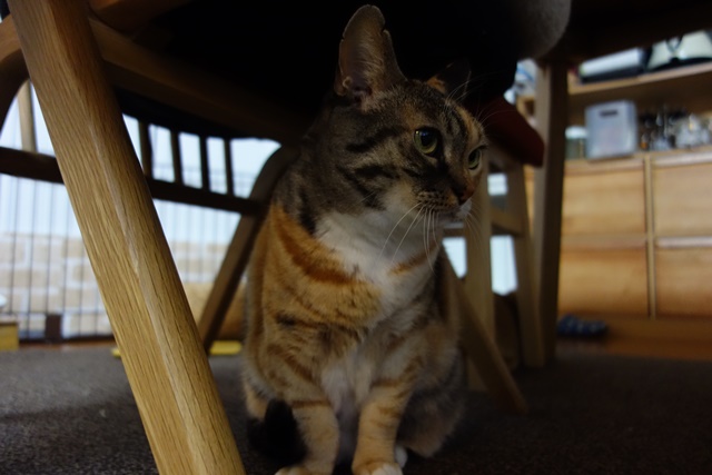 f:id:hiraryo0201:20170115093223j:plain