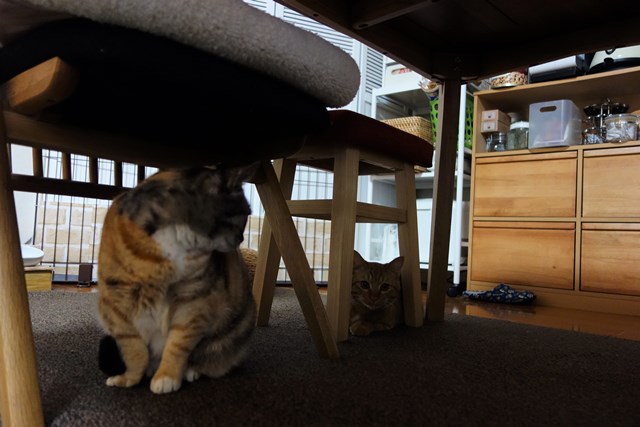 f:id:hiraryo0201:20170115093235j:plain f:id:hiraryo0201:20170115093235j:plain