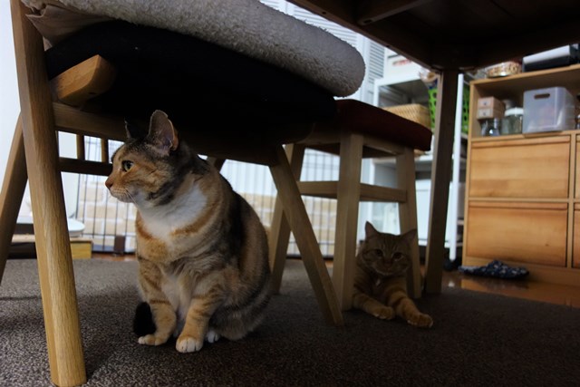 f:id:hiraryo0201:20170115093251j:plain f:id:hiraryo0201:20170115093251j:plain