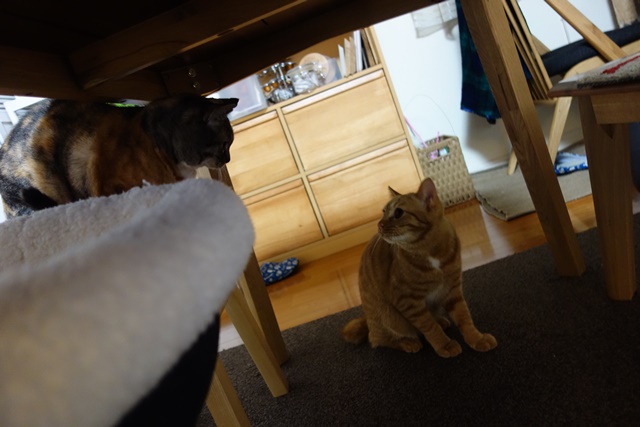 f:id:hiraryo0201:20170115093306j:plain f:id:hiraryo0201:20170115093306j:plain