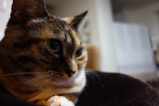 f:id:hiraryo0201:20170115093313j:plain f:id:hiraryo0201:20170115093313j:plain