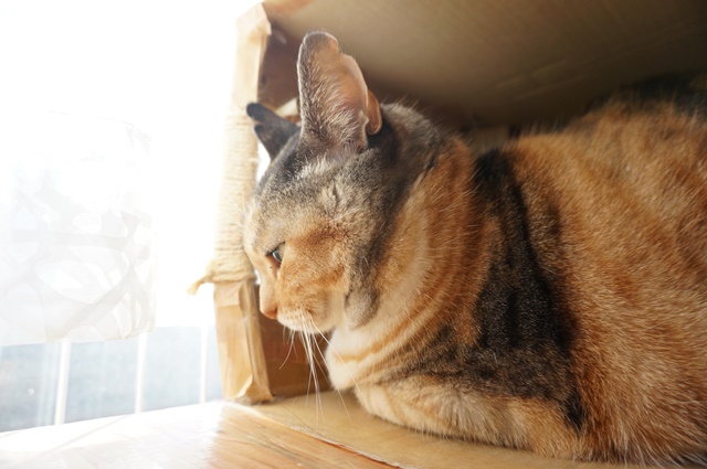 f:id:hiraryo0201:20170121085621j:plain