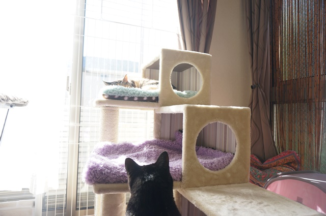 f:id:hiraryo0201:20170121085653j:plain