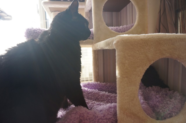 f:id:hiraryo0201:20170121085709j:plain