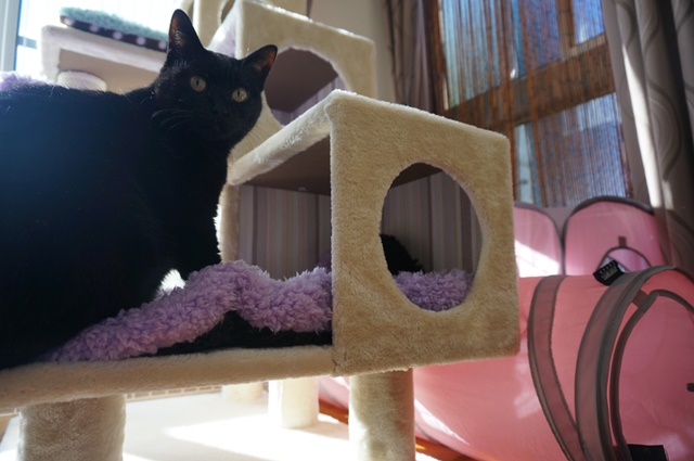 f:id:hiraryo0201:20170121085719j:plain