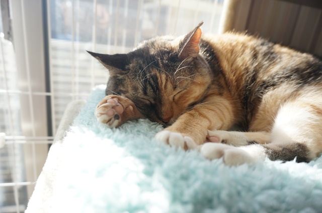 f:id:hiraryo0201:20170121085744j:plain