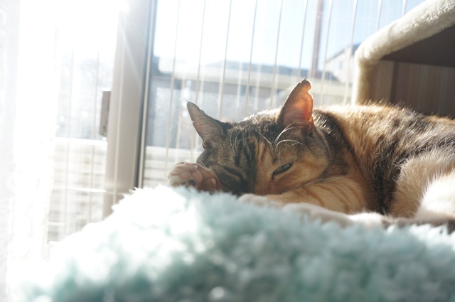 f:id:hiraryo0201:20170121085756j:plain