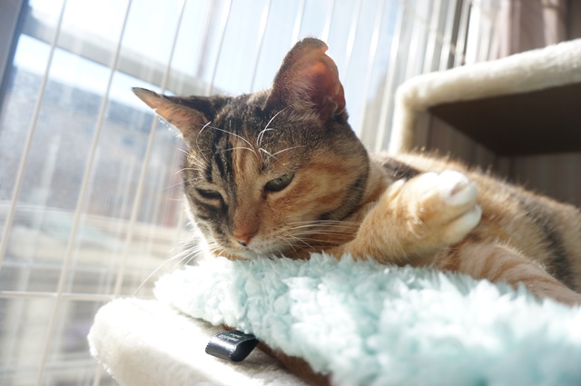 f:id:hiraryo0201:20170121085836j:plain