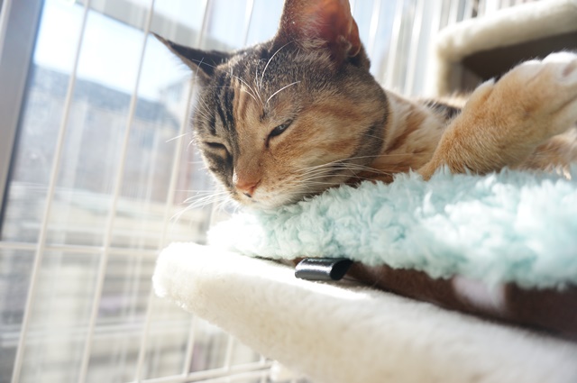 f:id:hiraryo0201:20170121085853j:plain