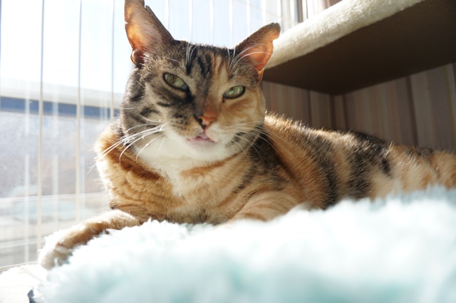 f:id:hiraryo0201:20170121085915j:plain