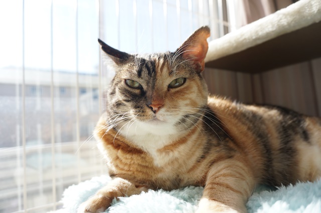 f:id:hiraryo0201:20170121085926j:plain