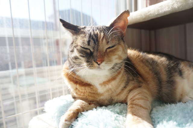 f:id:hiraryo0201:20170121085934j:plain