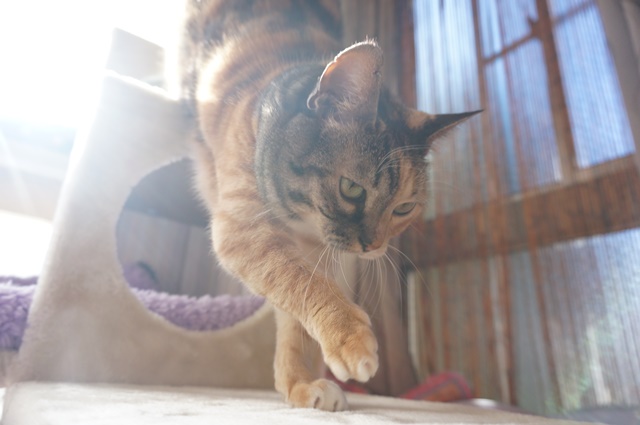 f:id:hiraryo0201:20170121085941j:plain