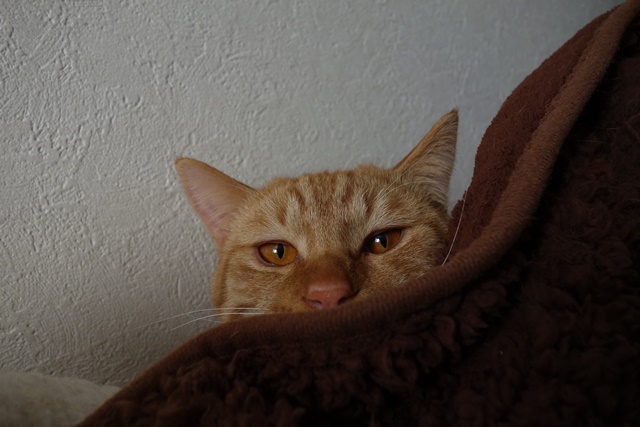 f:id:hiraryo0201:20170122090803j:plain f:id:hiraryo0201:20170122090803j:plain