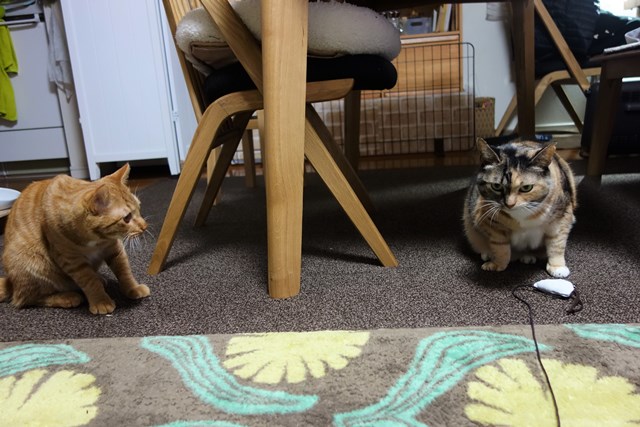 f:id:hiraryo0201:20170122090932j:plain f:id:hiraryo0201:20170122090932j:plain