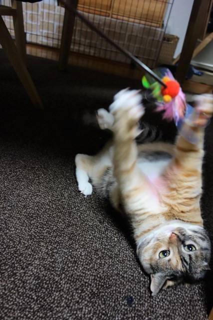 f:id:hiraryo0201:20170122090954j:plain f:id:hiraryo0201:20170122090954j:plain