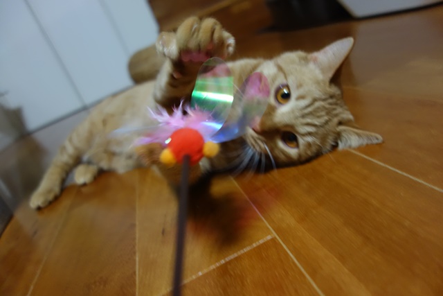 f:id:hiraryo0201:20170122091003j:plain f:id:hiraryo0201:20170122091003j:plain