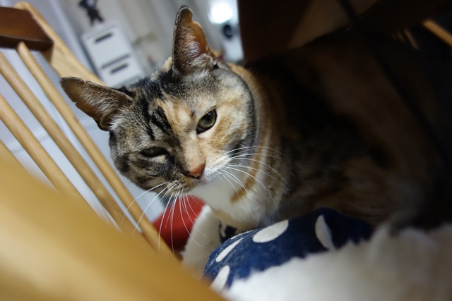 f:id:hiraryo0201:20170122091019j:plain f:id:hiraryo0201:20170122091019j:plain