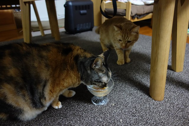 f:id:hiraryo0201:20170122091141j:plain f:id:hiraryo0201:20170122091141j:plain