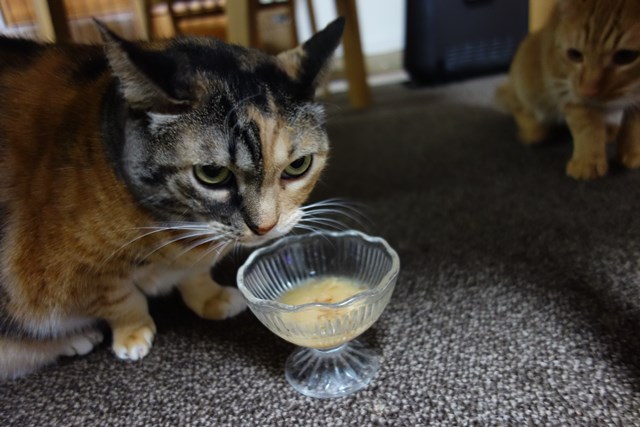 f:id:hiraryo0201:20170122091221j:plain f:id:hiraryo0201:20170122091221j:plain