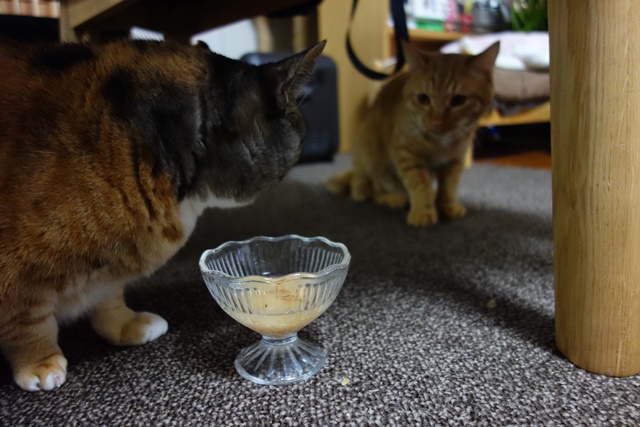 f:id:hiraryo0201:20170122091240j:plain f:id:hiraryo0201:20170122091240j:plain