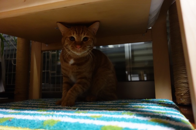 f:id:hiraryo0201:20170122091341j:plain f:id:hiraryo0201:20170122091341j:plain