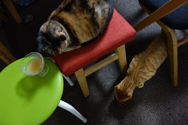 f:id:hiraryo0201:20170129100100j:plain