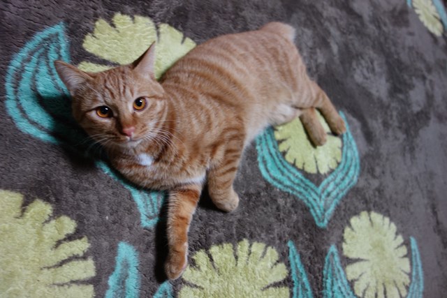 f:id:hiraryo0201:20170204085047j:plain