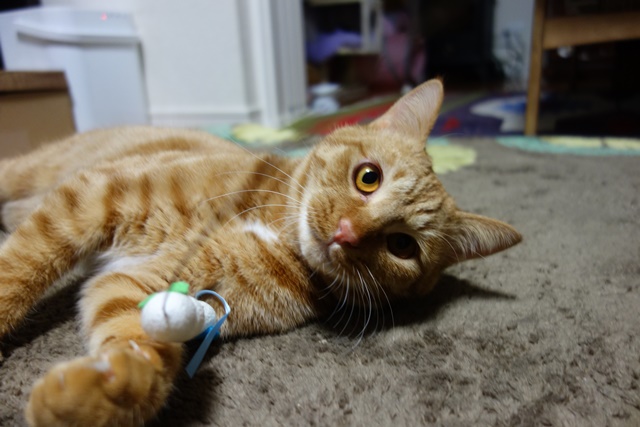 f:id:hiraryo0201:20170204105452j:plain