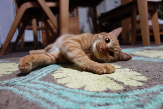 f:id:hiraryo0201:20170204105501j:plain