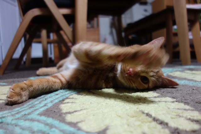 f:id:hiraryo0201:20170204105509j:plain