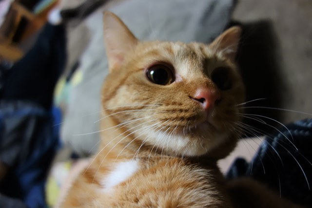 f:id:hiraryo0201:20170204110909j:plain