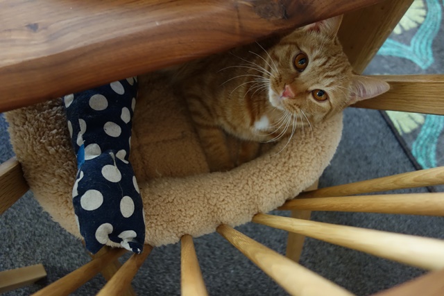 f:id:hiraryo0201:20170205075313j:plain