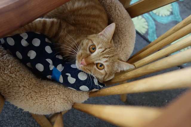 f:id:hiraryo0201:20170205075324j:plain