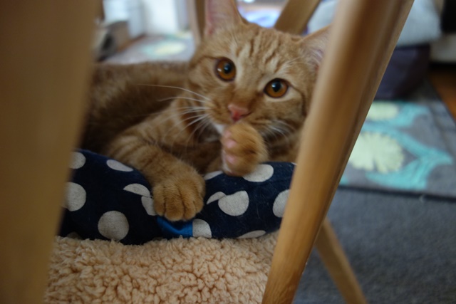 f:id:hiraryo0201:20170205075332j:plain