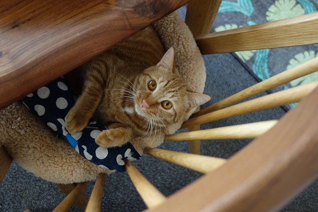 f:id:hiraryo0201:20170205075340j:plain