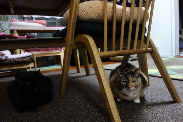 f:id:hiraryo0201:20170207214249j:plain