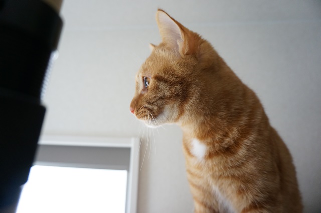 f:id:hiraryo0201:20170210200647j:plain