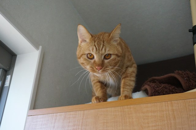 f:id:hiraryo0201:20170210200716j:plain